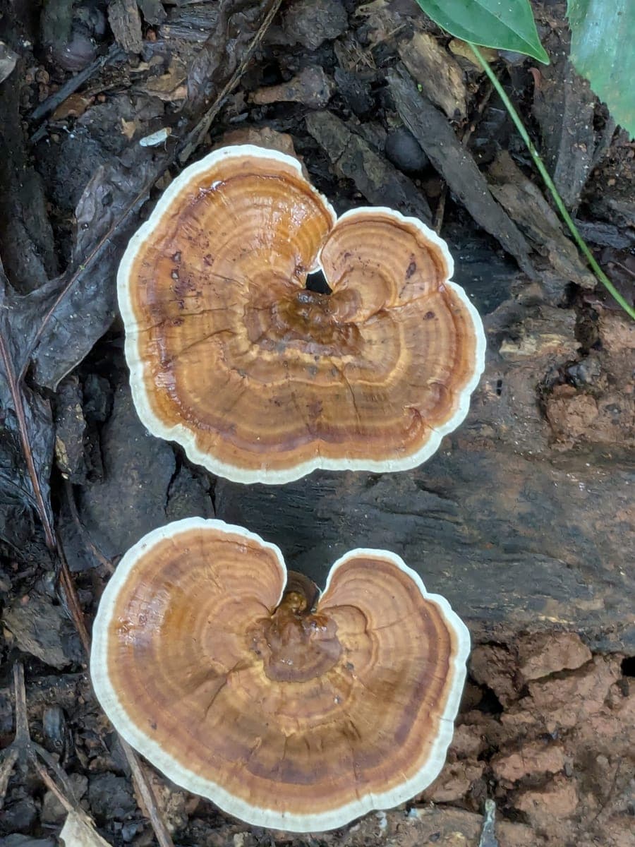 Bracket fungi