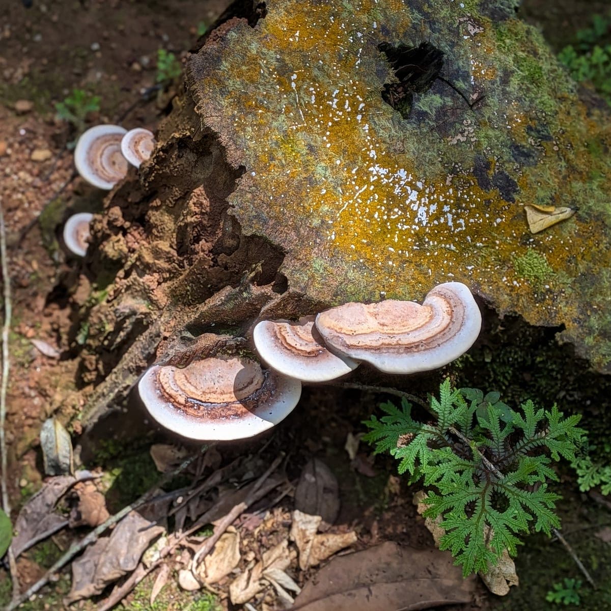 Bracket fungi
