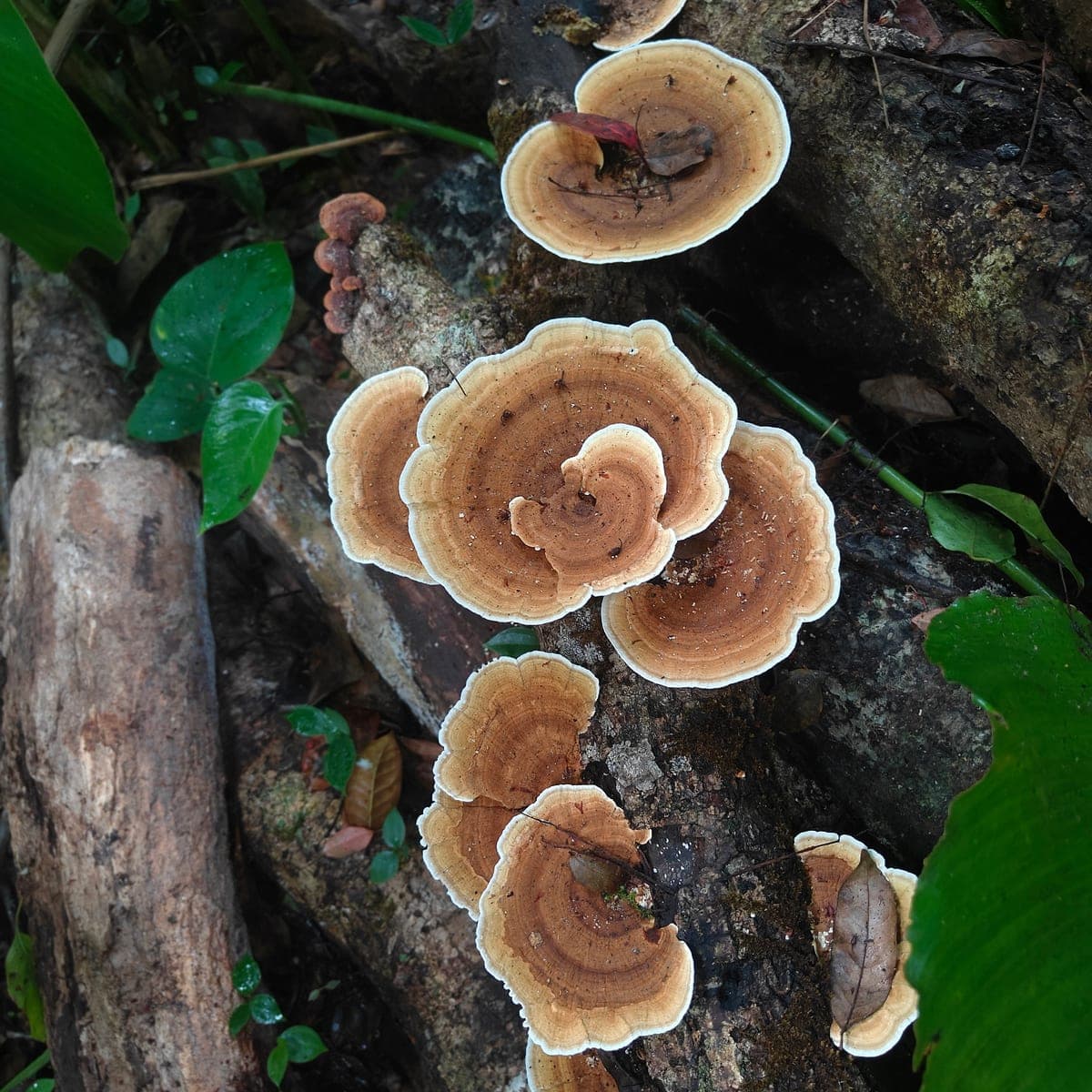 Bracket fungi