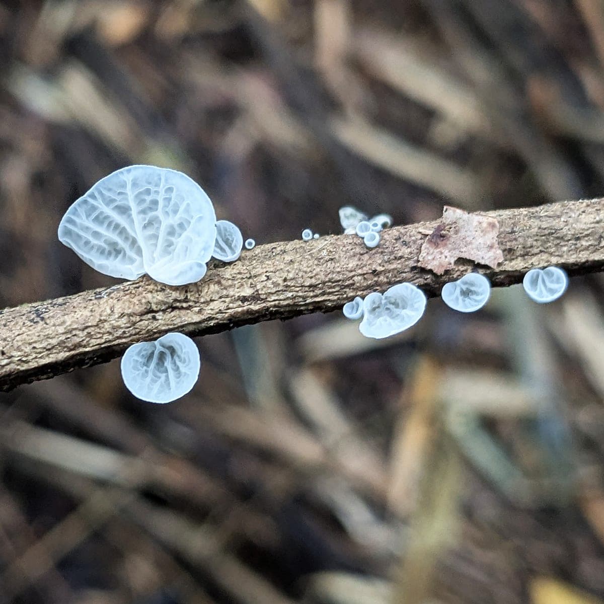 Campanella keralensis