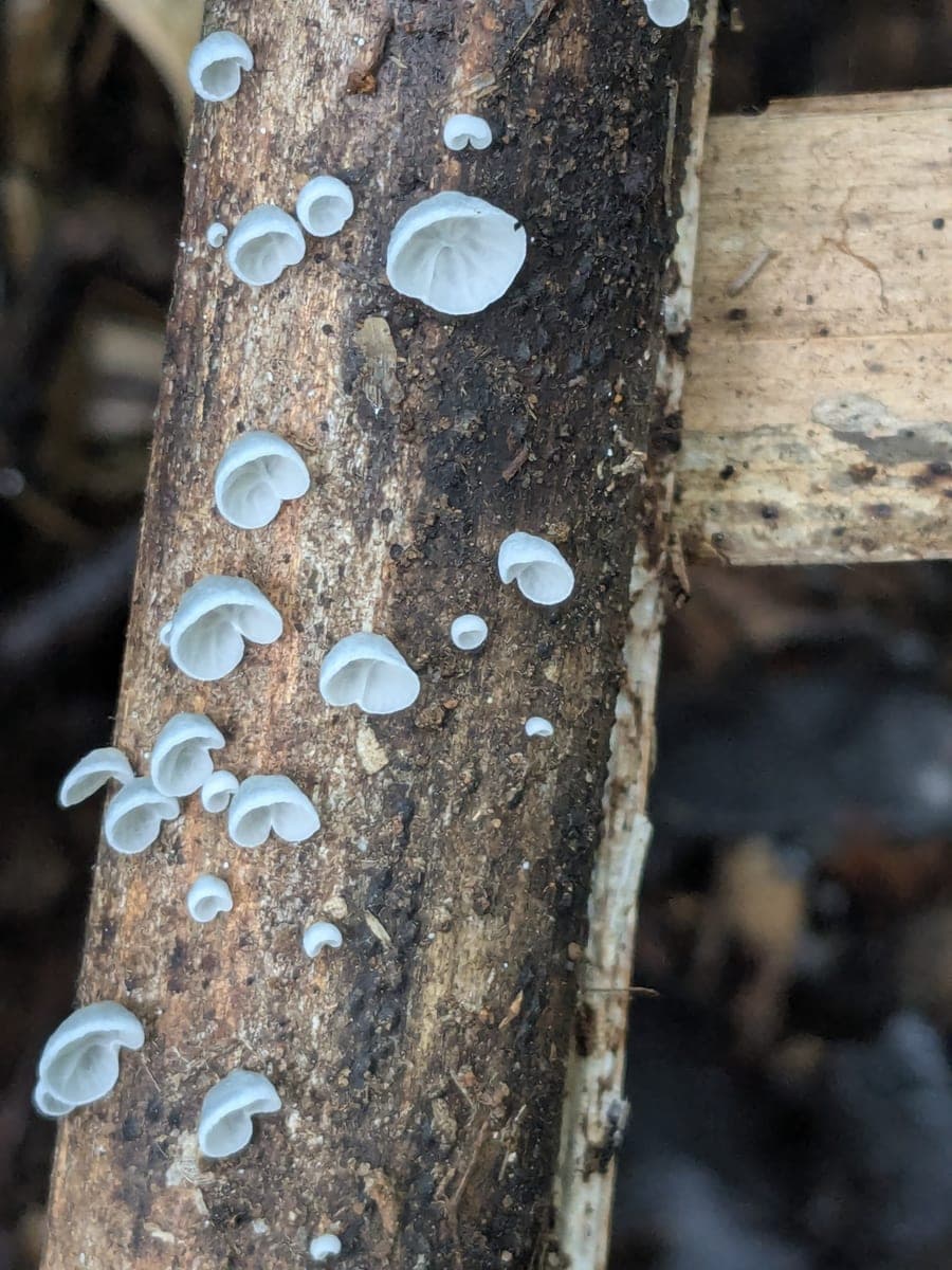 Campanella keralensis