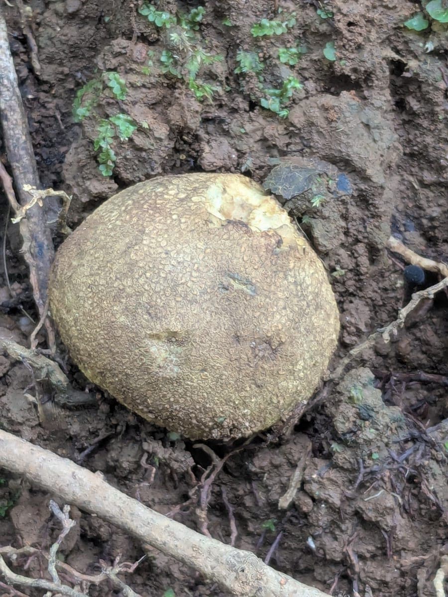 Common earthball / Pigskin poison