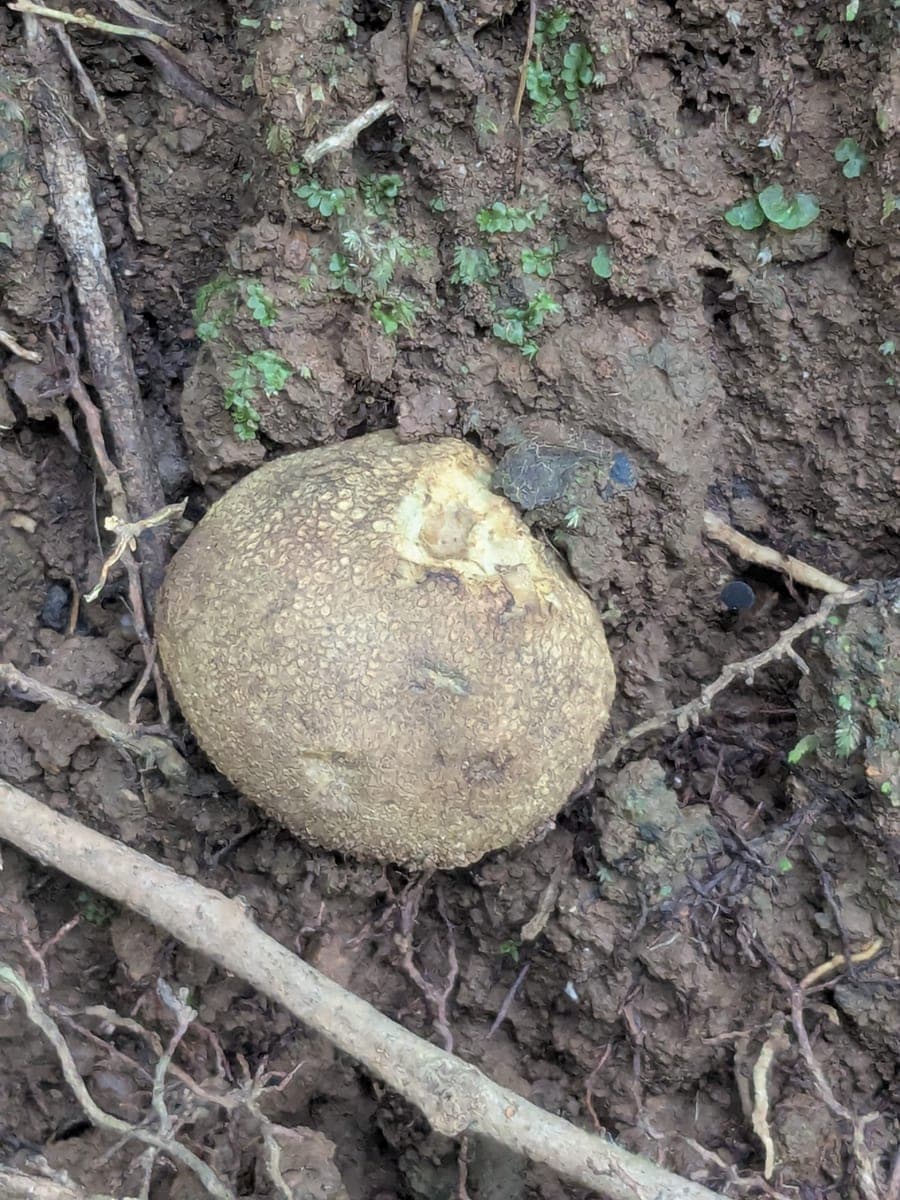 Common earthball / Pigskin poison