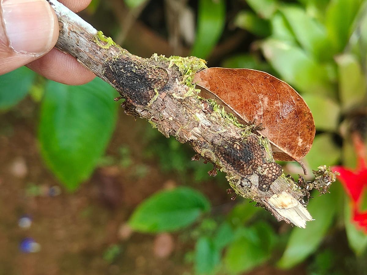 Crust fungi