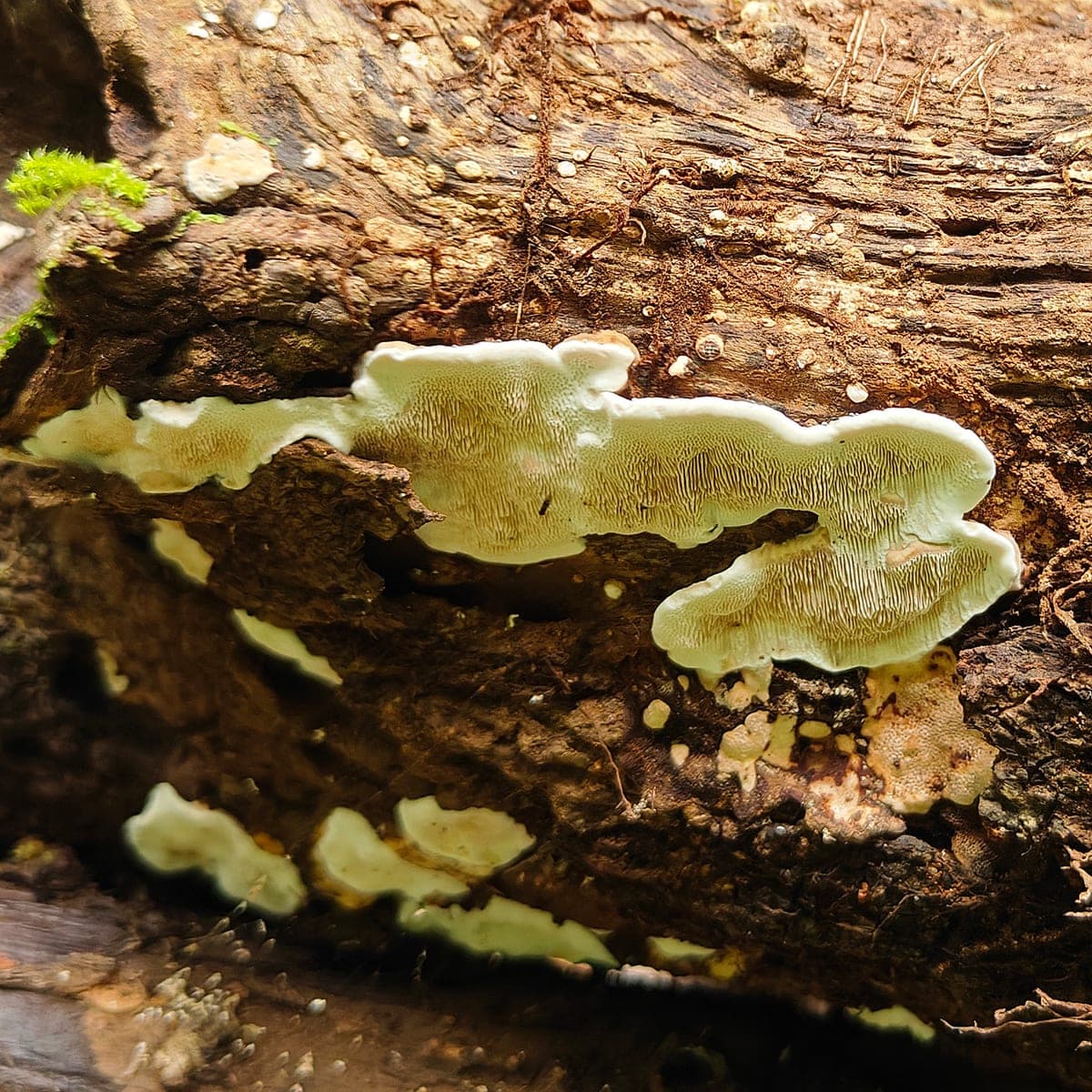 Crust fungi