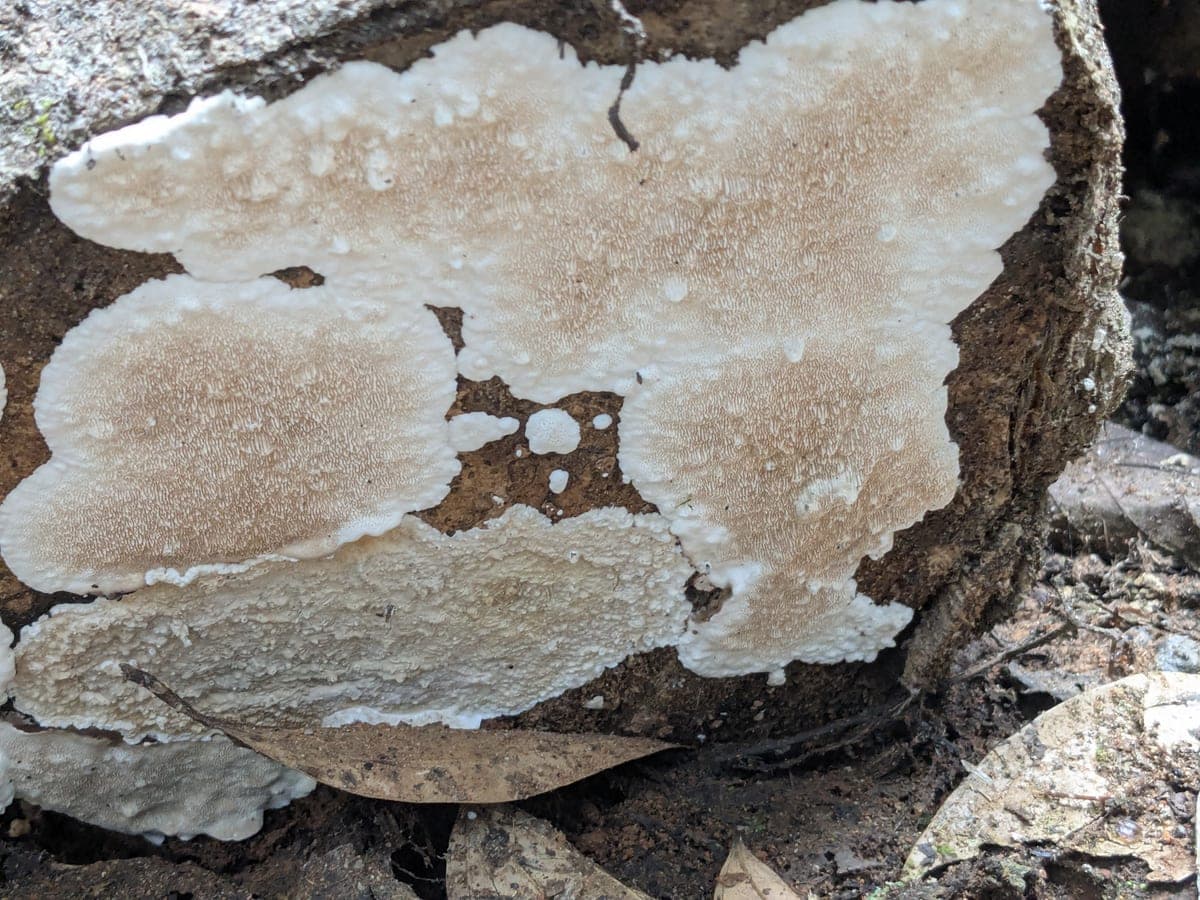 Crust fungi