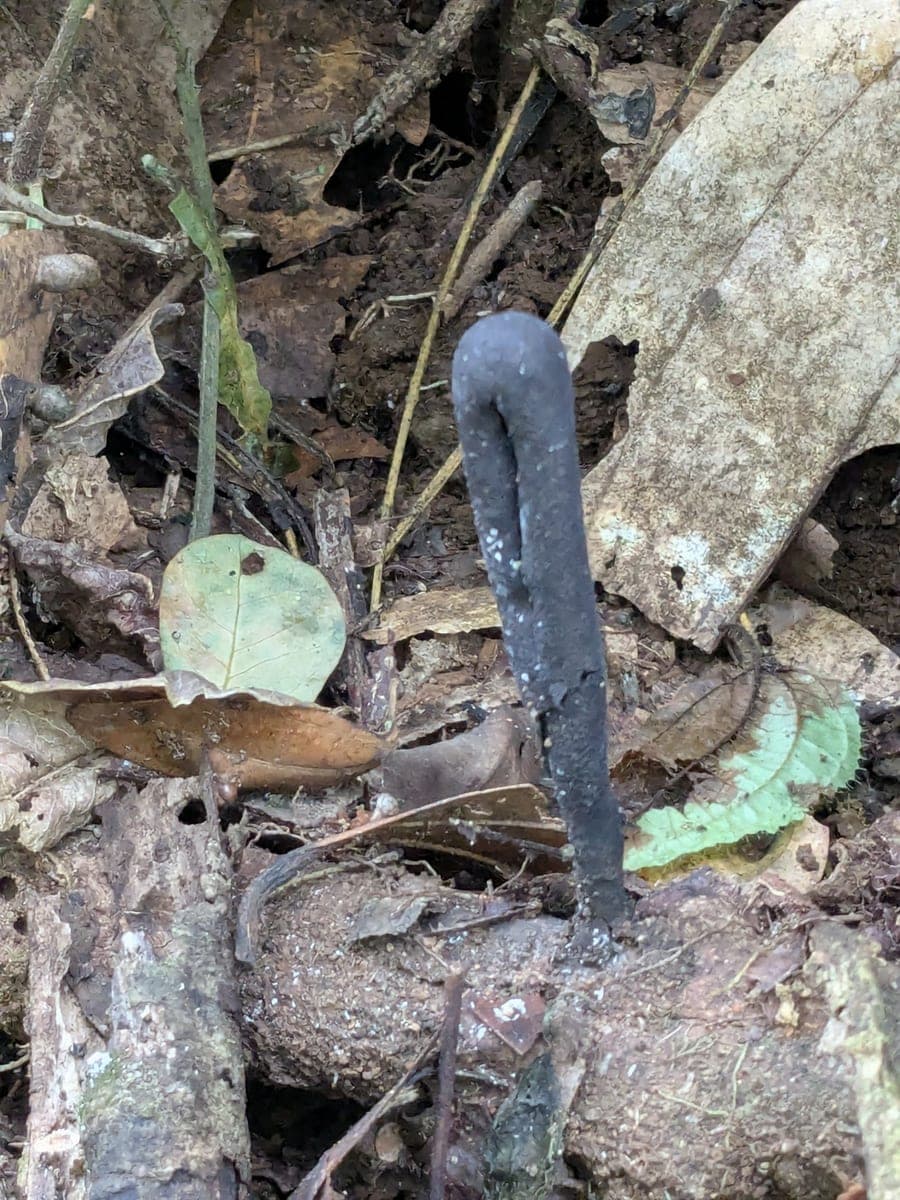 Dead Moll's Fingers
