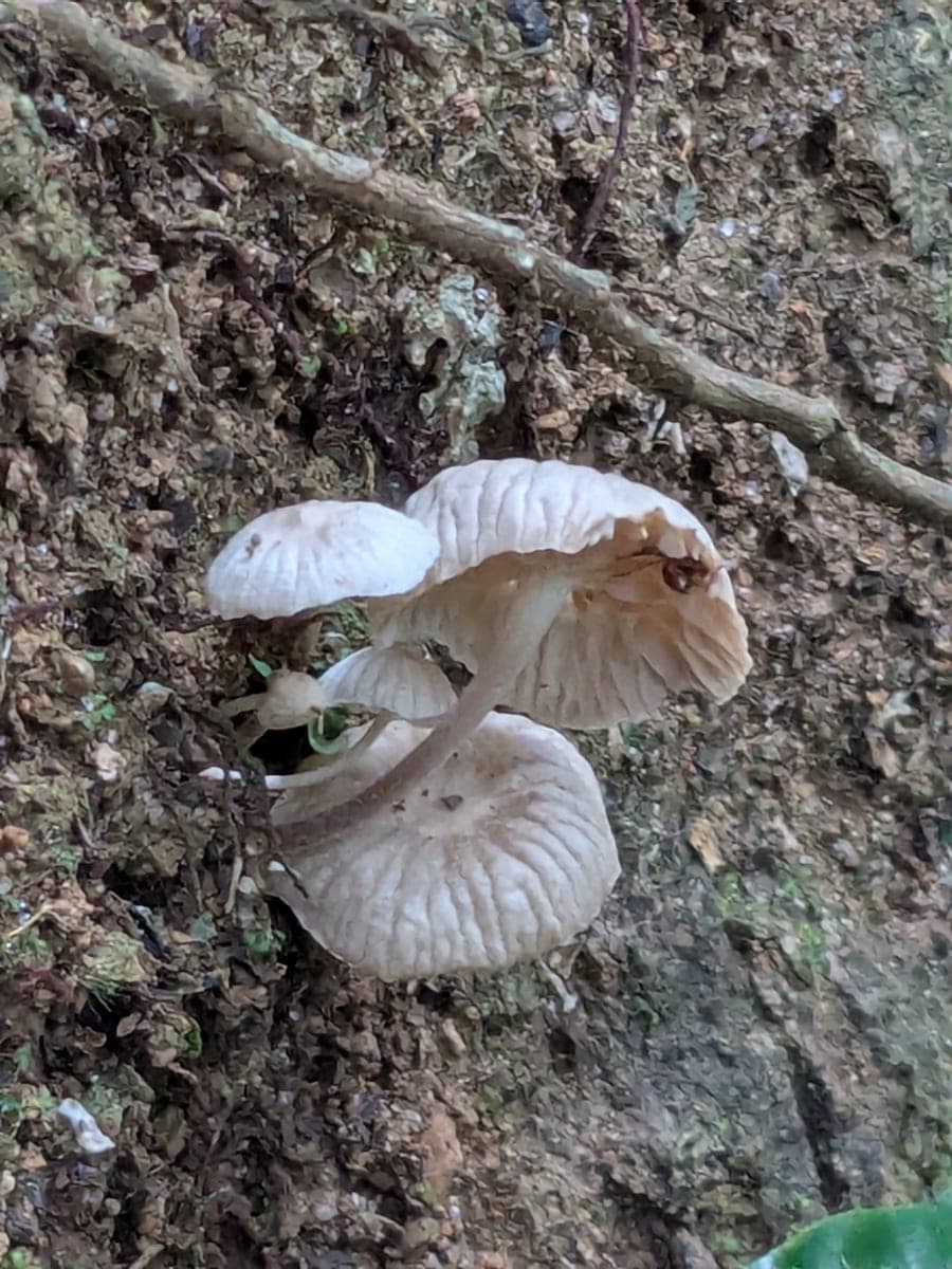 Fairy parachutes