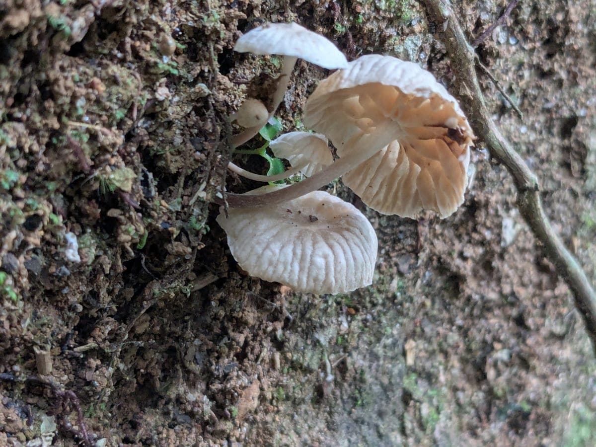 Fairy parachutes