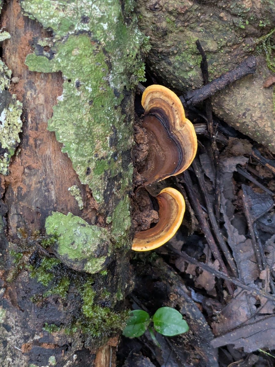False Turkey tail