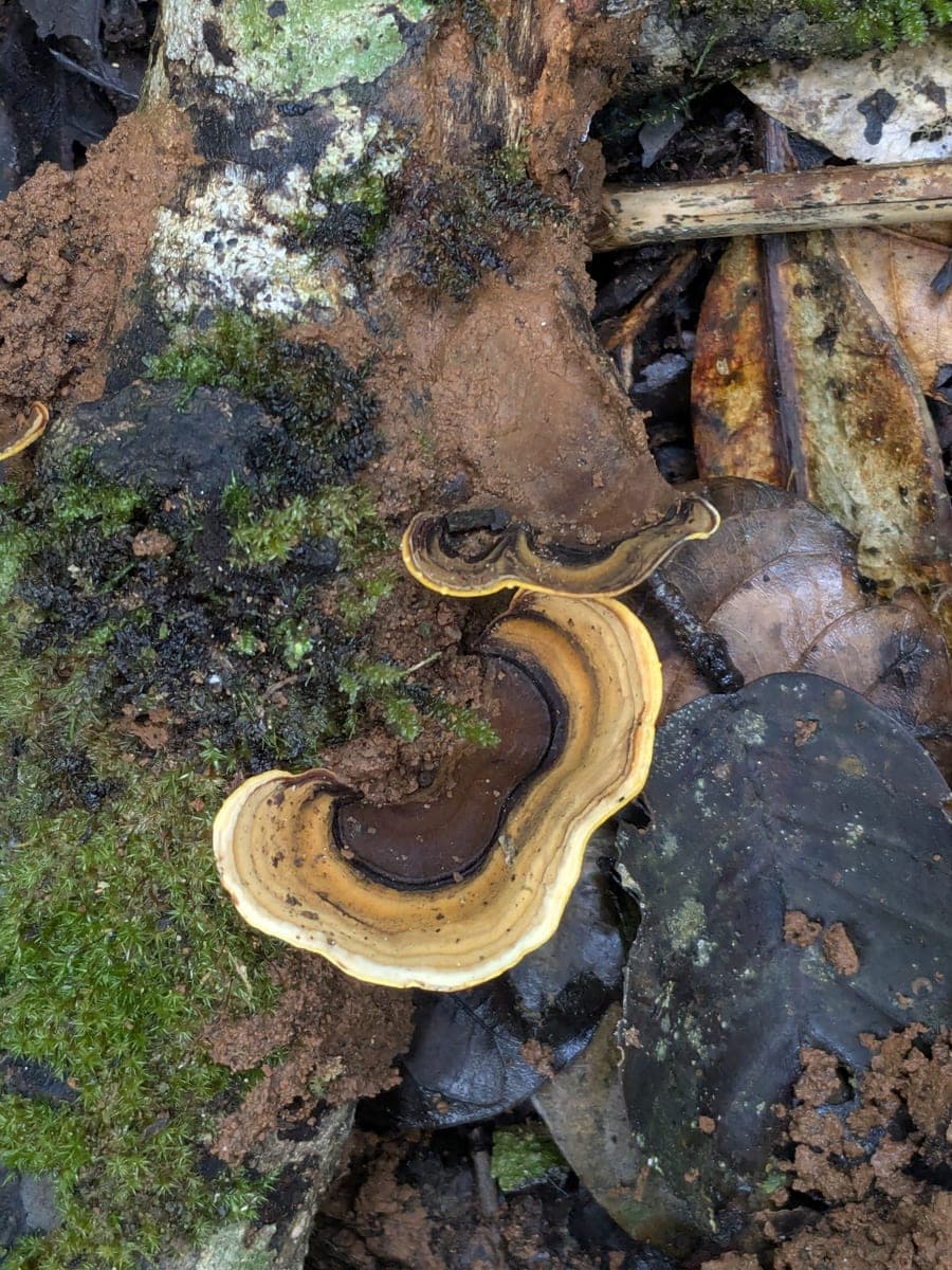 False Turkey tail