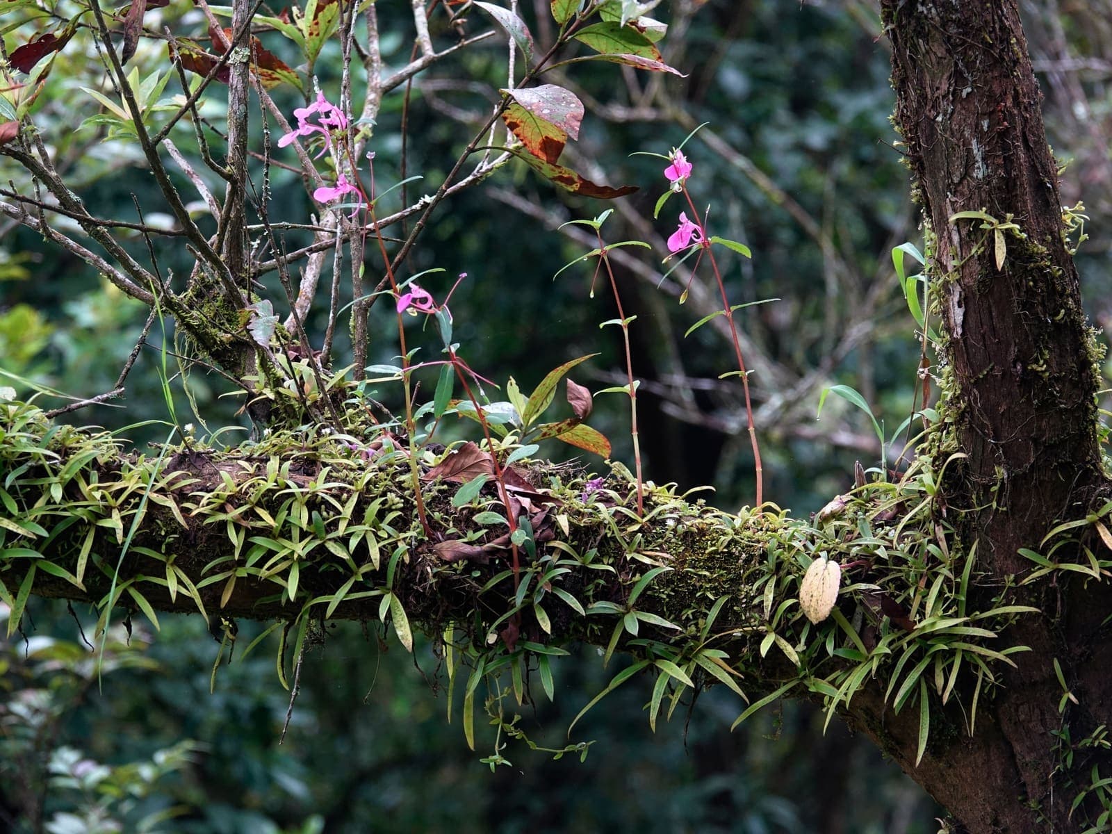 An epiphytic community on a small tree in the dry season.