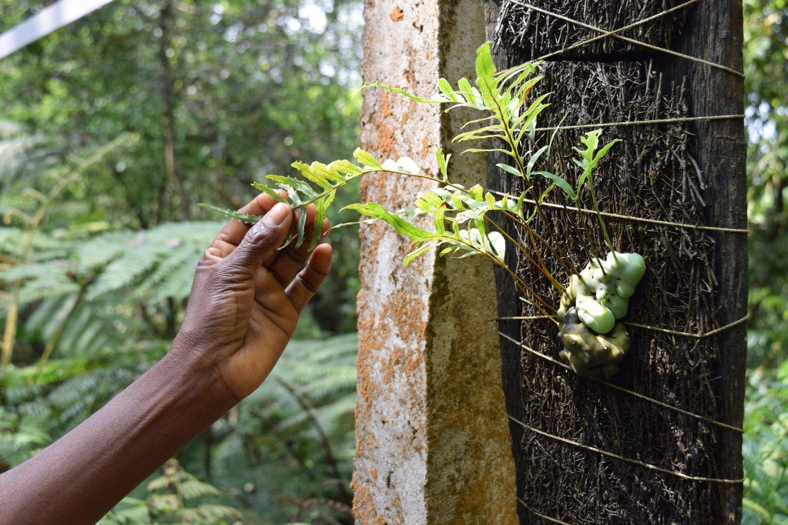 Lali’s hand on a fern.