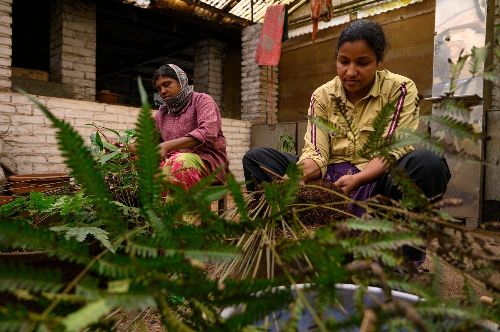 Jessi chechi and Anu repotting ferns.