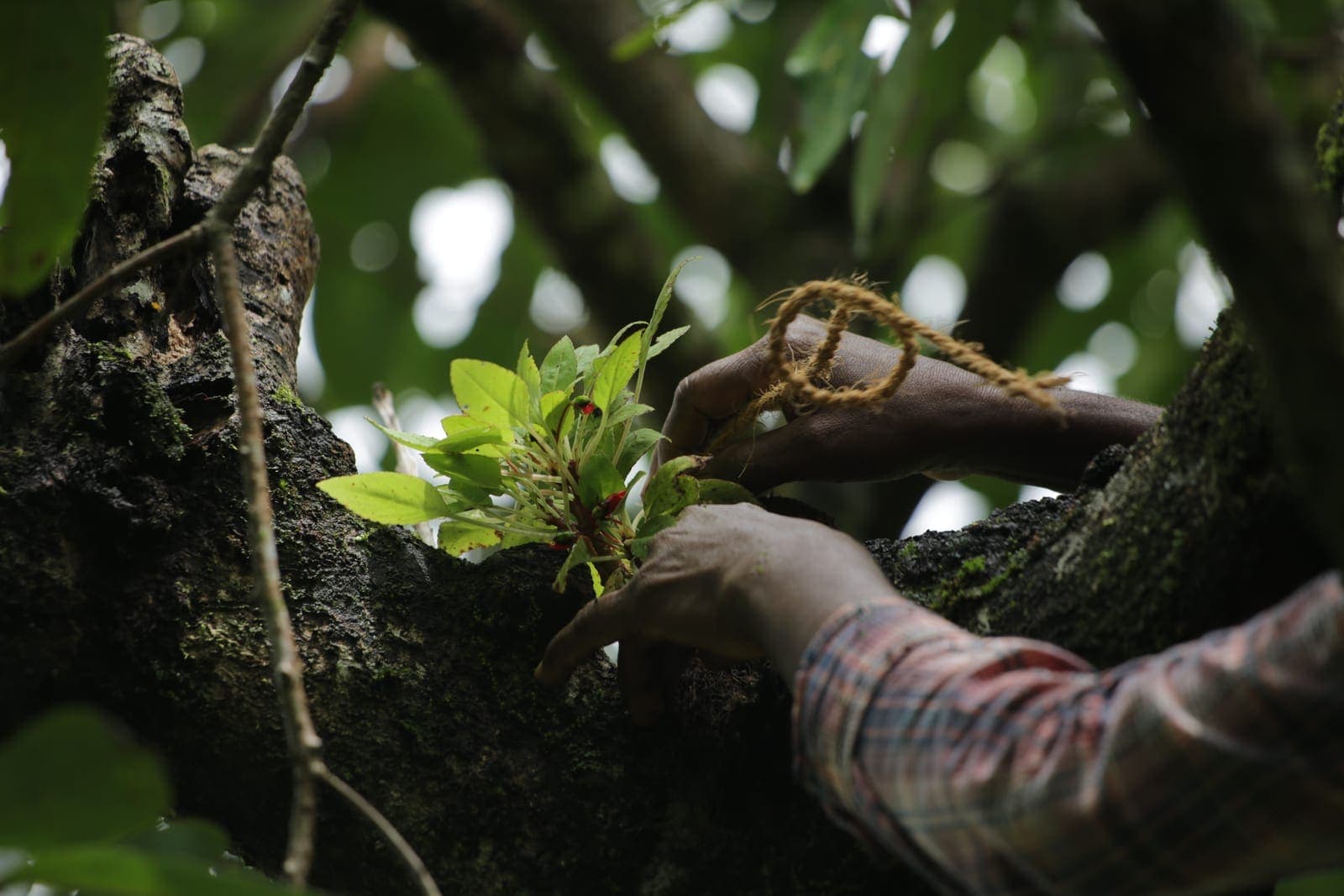 Lali tying an epiphyte to the tree.