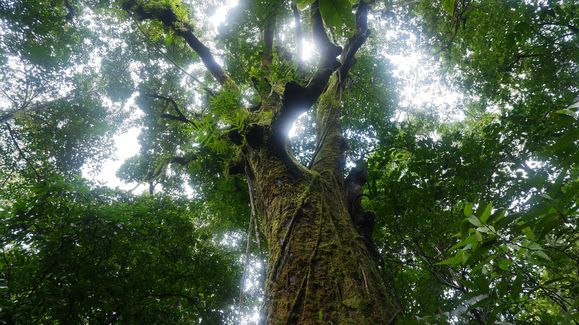 Looking up the moss-covered trunk of a karineeli tree into the canopy